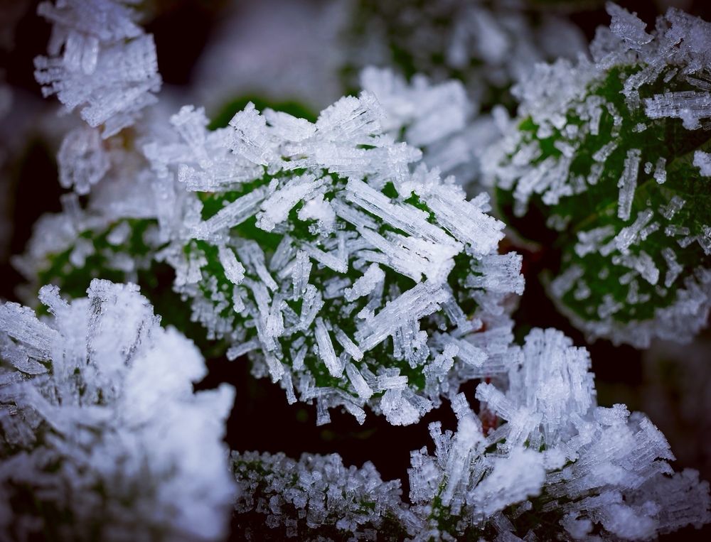 Olympic National Park Logo