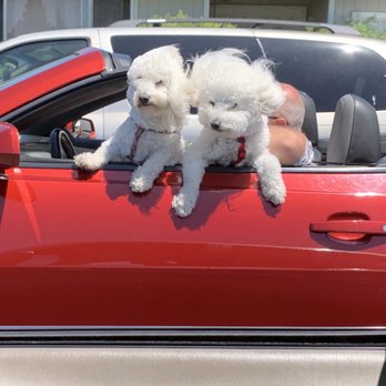 San Jose Puppies - Pet Services Near Me San Jose Puppies - Pet Services Near Me