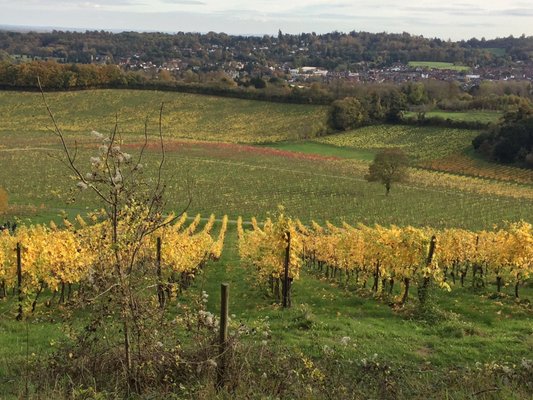 Denbies Wine Estate by null