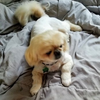 4 M/E Dog Services - Tj pekingese 9 years old - Pet Training Near Me - Joliet, Illinois