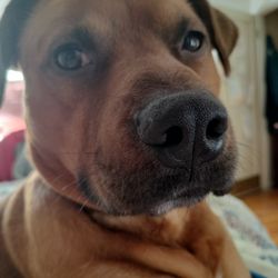 The Bow Wow Grooming Boutique Gift Greeting Cards Email, Text