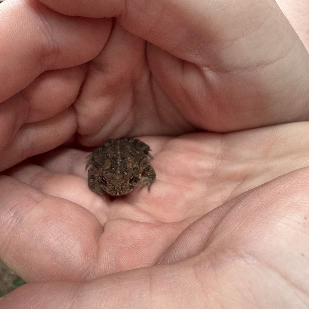 Cozy Pond Camping Resort - Our little toad friend that came to say hello - Campgrounds Near Me - Webster, New Hampshire