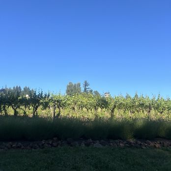 Willamette Valley Vineyards - the restaurant is behind these grapes I promise! - Wineries Near Me - Turner, Oregon Willamette Valley Vineyards - the restaurant is behind these grapes I promise! - Wineries Near Me - Turner, Oregon