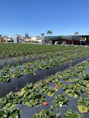 Family Farms by null