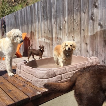 Good Dog Playcare - It's Clara's pool. The rest of you have to sign in. - Dog Walkers Near Me - San Francisco, California Good Dog Playcare - It's Clara's pool. The rest of you have to sign in. - Dog Walkers Near Me - San Francisco, California