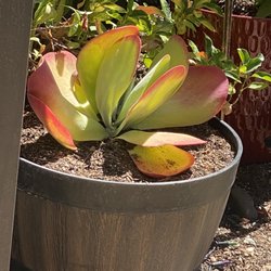 Plant House Nursery - Flap Jack succulent $7.95 that was the size I purchased him at. It's thriving very well.