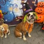 Photo of Fur'st Choice Doggie Daycare