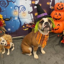 Fur'st Choice Doggie Daycare
