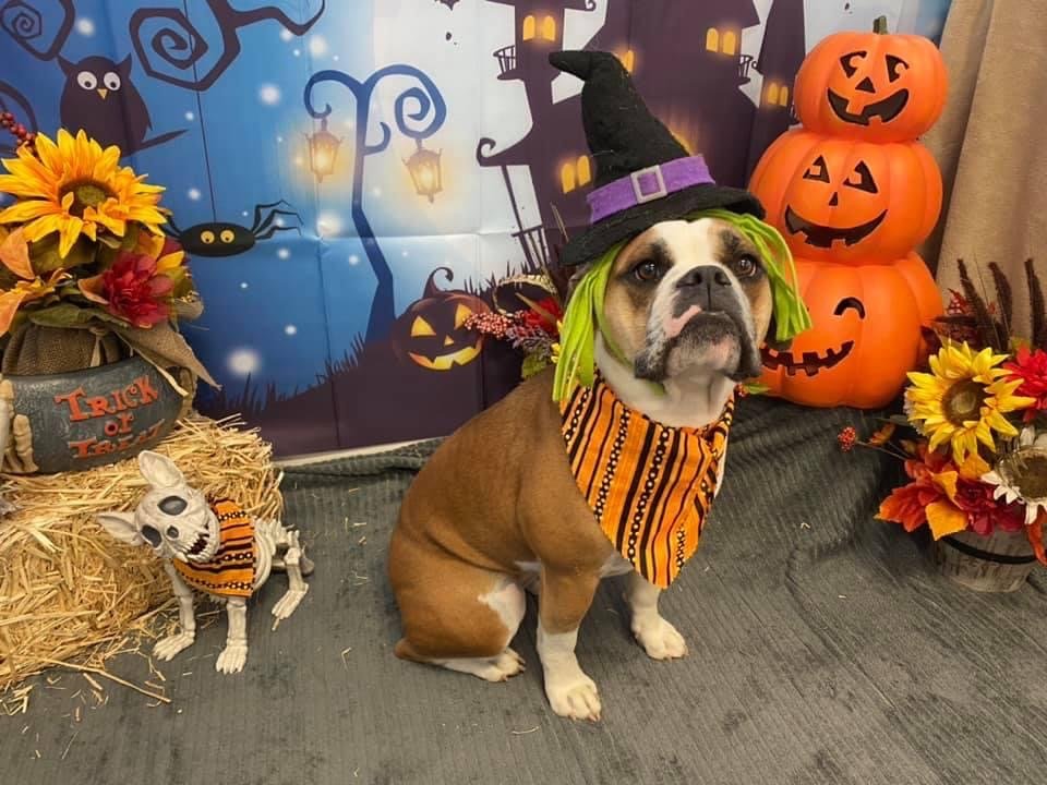 Fur'st Choice Doggie Daycare - pet boarding facility in Virginia Beach, VA