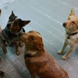 The Cache Valley Pet Hotel
