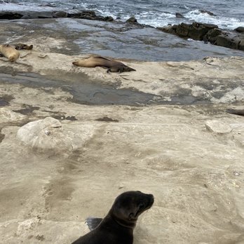La Jolla Underwater Park - Such a cool spot! Made a new friend! - Parks Near Me - San Diego, California