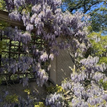 Dumbarton Oaks - Botanical Gardens Near Me - Washington, DC, District of Columbia