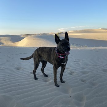 Monahans Sandhills State Park - Happy sandy pup! - Hiking Near Me - Monahans, Texas Monahans Sandhills State Park - Happy sandy pup! - Hiking Near Me - Monahans, Texas