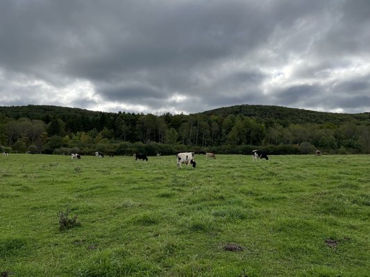 Farm Sanctuary by null