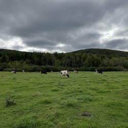 Farm Sanctuary - View of a photo taken on our tour while visiting the cows