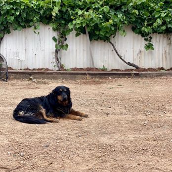 Next Chapter Winery - a dog laying on the ground - Wineries Near Me - New Prague, Minnesota
