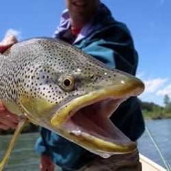 Teton Valley Lodge - South Fork Brown Trout