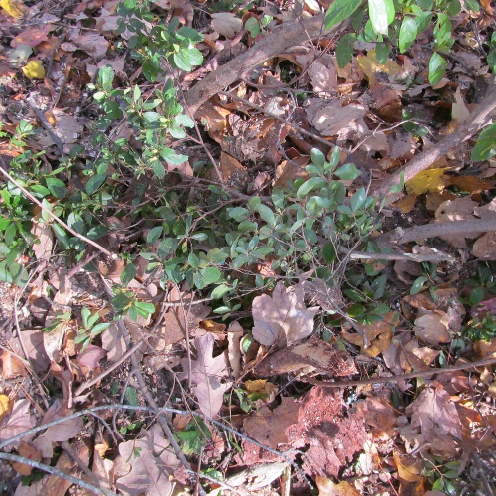 McNeair's Tree Service - Only about 25% of bush left - Tree Services Near Me
