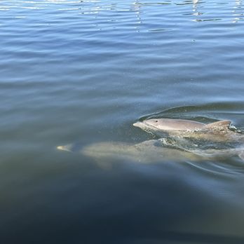 The Tampa Riverwalk - Dolphins in the river - Parks Near Me - Tampa, Florida The Tampa Riverwalk - Dolphins in the river - Parks Near Me - Tampa, Florida