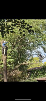 Tree Removal - We specialize in tree trimming, tree removal, stump grinding, debris clean up, snow removal, and
mulching. Call today for your free estimate! Tree Removal - We specialize in tree trimming, tree removal, stump grinding, debris clean up, snow removal, and
mulching. Call today for your free estimate!