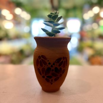 Latinx With Plants - Nurseries & Gardening Near Me - Los Angeles, California Latinx With Plants - Nurseries & Gardening Near Me - Los Angeles, California