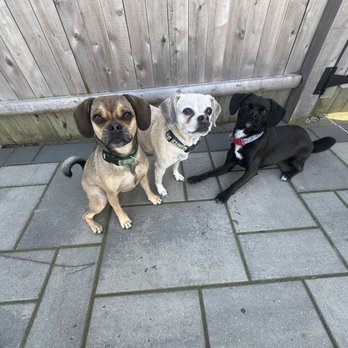 The Muttley Crew - 3 puggles. Full of zest, love and energy! - Dog Walkers Near Me The Muttley Crew - 3 puggles. Full of zest, love and energy! - Dog Walkers Near Me