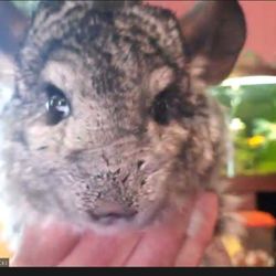 Dave Marchetti's Animal Experiences - Lucky the chinchilla