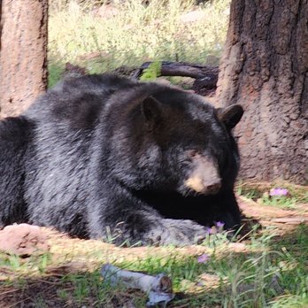 Bearizona - Zoos Near Me - Williams, Arizona