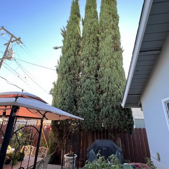 Tree Care Solano - Italian Cypress removals near house drop and guide wire before. - Tree Services Near Me Tree Care Solano - Italian Cypress removals near house drop and guide wire before. - Tree Services Near Me