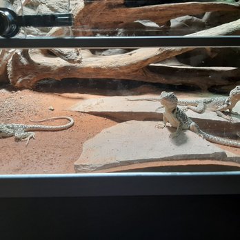 Oslo Reptilpark - Pets Near Me - Oslo, 03
