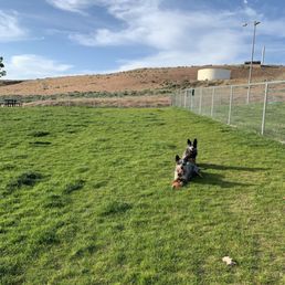 Australian Cattle Dogs, Stella (6) and Finn (1)