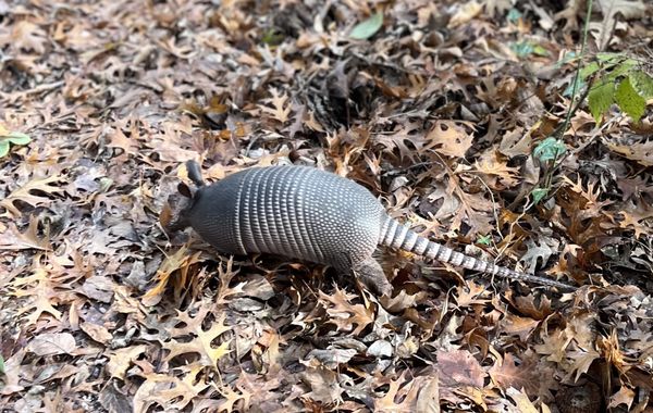 Chickasaw National Recreation Area by null