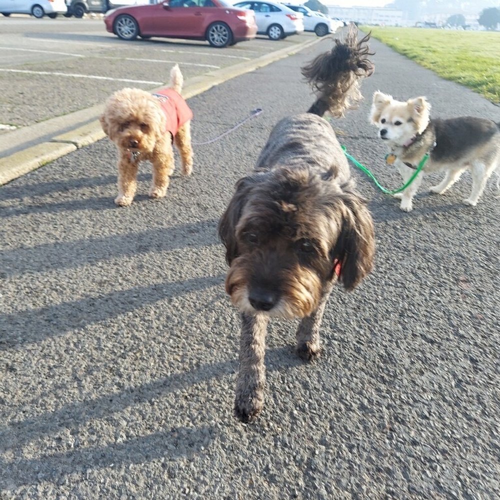 Wags Paws & Heart - Dog Walkers Near Me Wags Paws & Heart - Dog Walkers Near Me