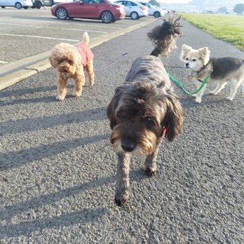 Wags Paws & Heart - Dog Walkers Near Me Wags Paws & Heart - Dog Walkers Near Me