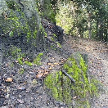 Oak Canyon Nature Center - Mossy rocks - Parks Near Me - Anaheim, California