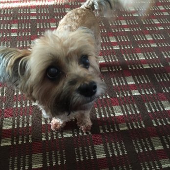 La Quinta by Wyndham Macon West - Our fur baby Chloe - Hotels Near Me - Macon, Georgia La Quinta by Wyndham Macon West - Our fur baby Chloe - Hotels Near Me - Macon, Georgia