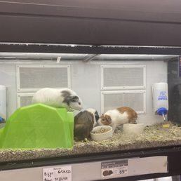 There are 3 Guinea pigs in one cage this seems wrong and inhumane There are 3 Guinea pigs in one cage this seems wrong and inhumane