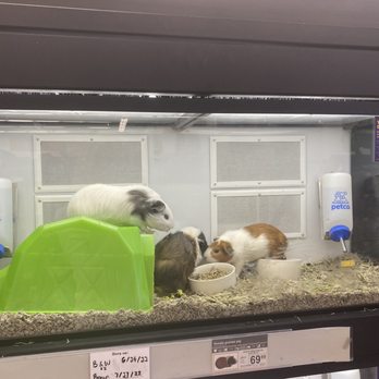 Petco - There are 3 Guinea pigs in one cage this seems wrong and inhumane - Pet Training Near Me - Boulder, Colorado