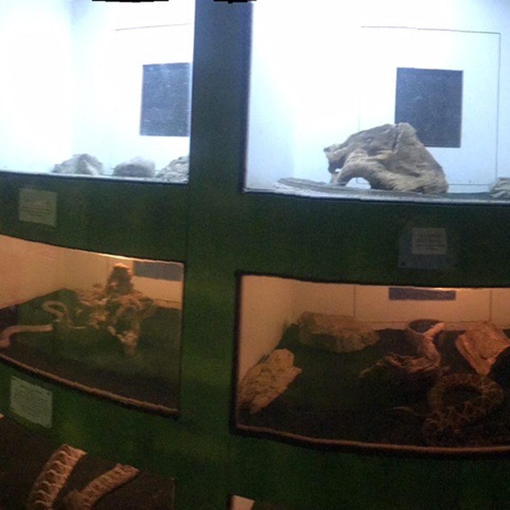 Luray Zoo - Zoos Near Me - Luray, Virginia