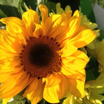 Ralphs - 10 dollar flowers! - Grocery Near Me - Monterey Park, California