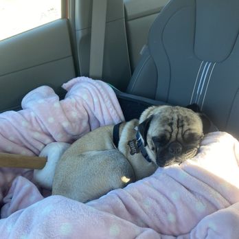 Pug Nation Rescue - Animal Shelters Near Me - Gardena, California