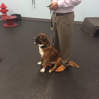 Sit Means Sit Houston - Bernie is such a calmer, more enjoyable dog after training with Sit Means Sit - Pet Training Near Me - Houston, Texas
