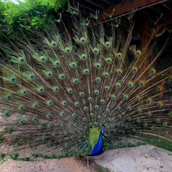 Dixie Dude Ranch - Kevin the peacock