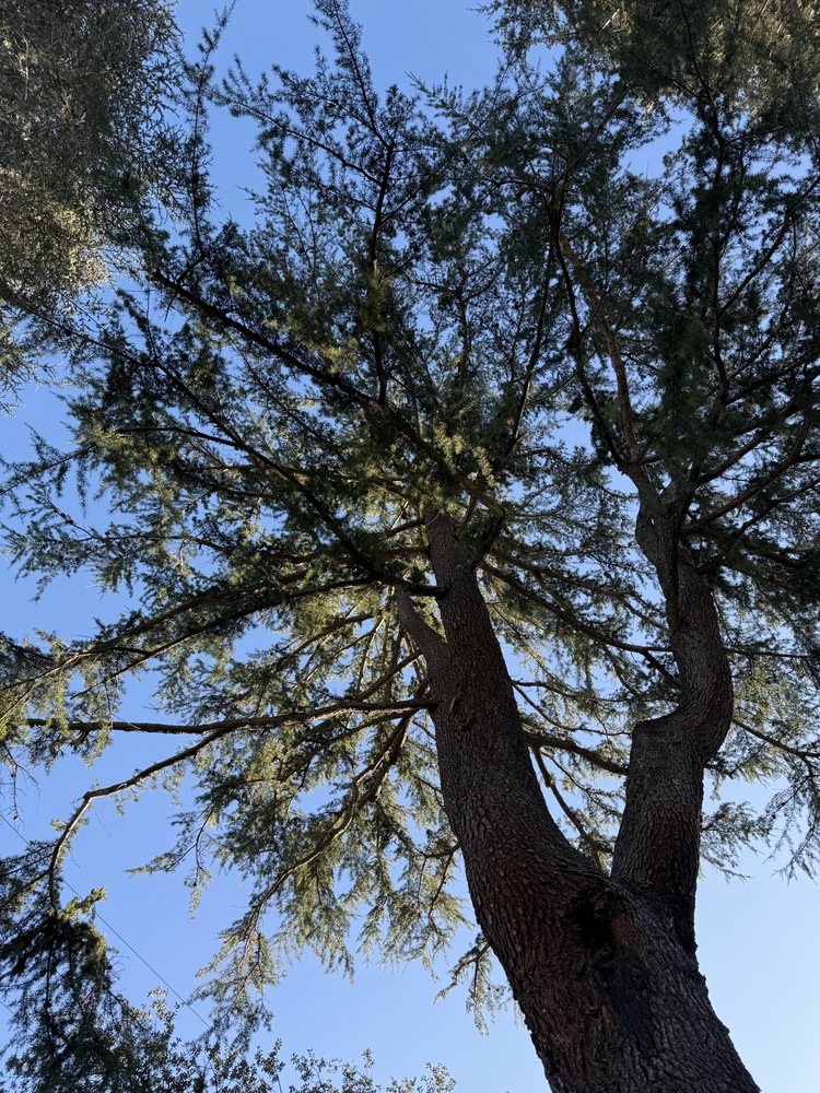 JC's Tree Service - tree service in San Jose, CA