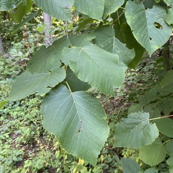 Hager Park - Flora and fauna of the area - Landmarks & Historical Buildings Near Me - Jenison, Michigan