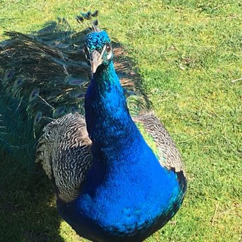 Olympic Game Farm - Zoos Near Me - Sequim, Washington Olympic Game Farm - Zoos Near Me - Sequim, Washington