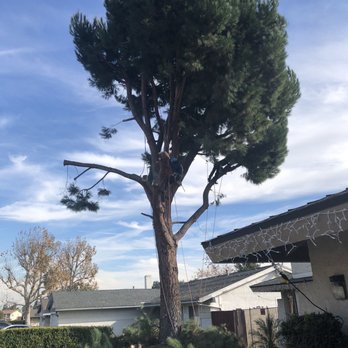 Ayala's Tree Service - Pine tree (before ) - Tree Services Near Me Ayala's Tree Service - Pine tree (before ) - Tree Services Near Me