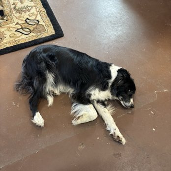 Artisun Gallery and Cafe - Local dog - Cafes Near Me - Hot Springs, North Carolina Artisun Gallery and Cafe - Local dog - Cafes Near Me - Hot Springs, North Carolina