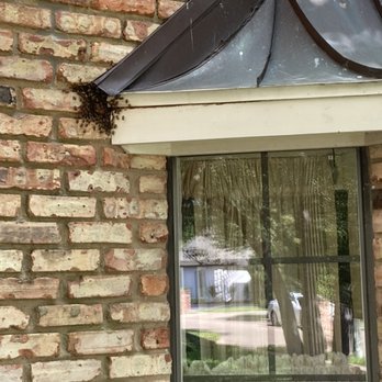 DFW Wildlife And Pest Control - Honey bees - Wildlife Control Near Me - Garland, Texas DFW Wildlife And Pest Control - Honey bees - Wildlife Control Near Me - Garland, Texas
