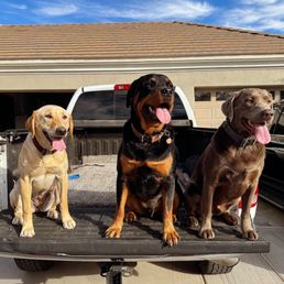 Oakley, Diesel & Gunner love Bill's Mutt House! Oakley, Diesel & Gunner love Bill's Mutt House!